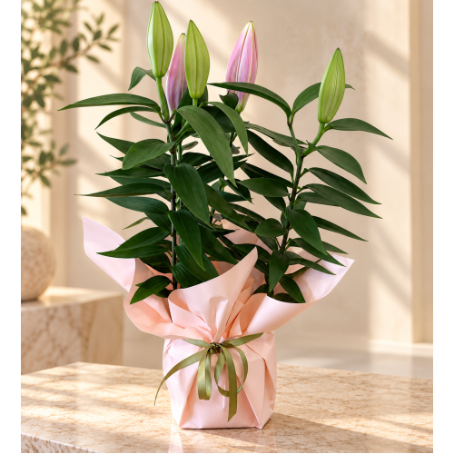 Pembe Buket Kağıtlı Saksıda Pembe Lilyum