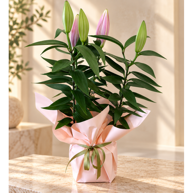 Pembe Buket Kağıtlı Saksıda Pembe Lilyum Pembe Buket Kağıtlı Saksıda Pembe Lilyum